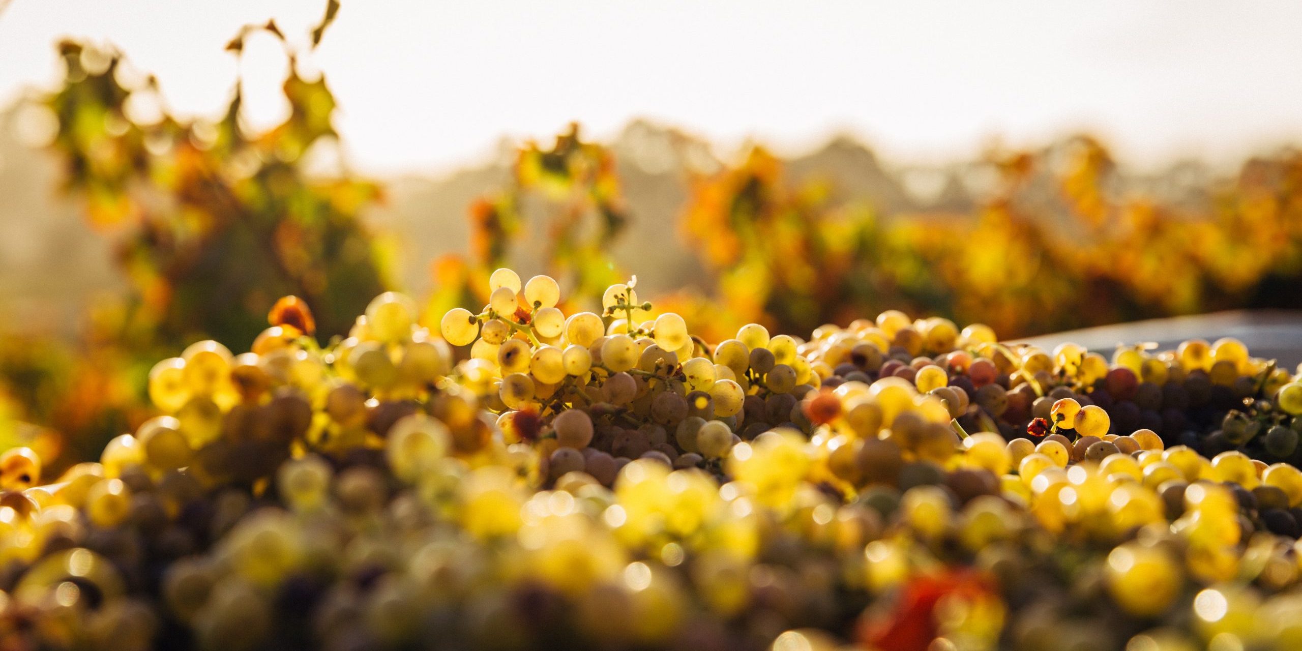 thomas-schaefer-ApoYbda6_3Y-unsplash