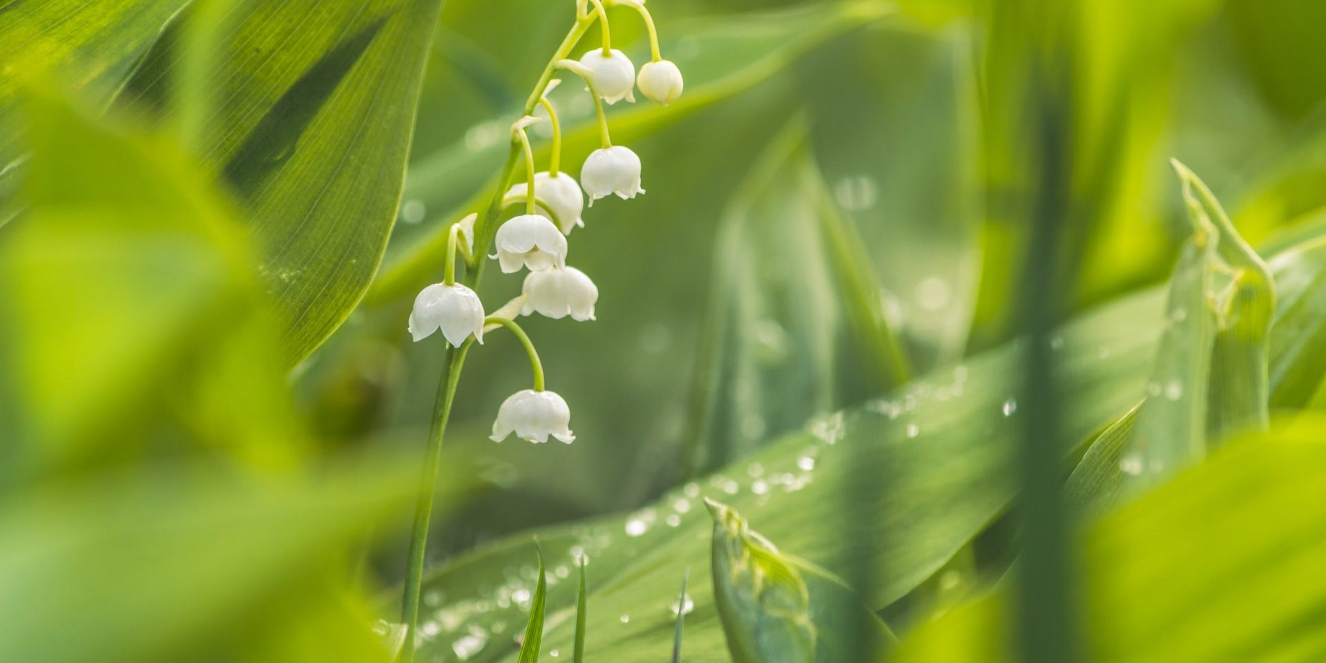 vitolda-klein-Gkz8EyzQIeo-unsplash