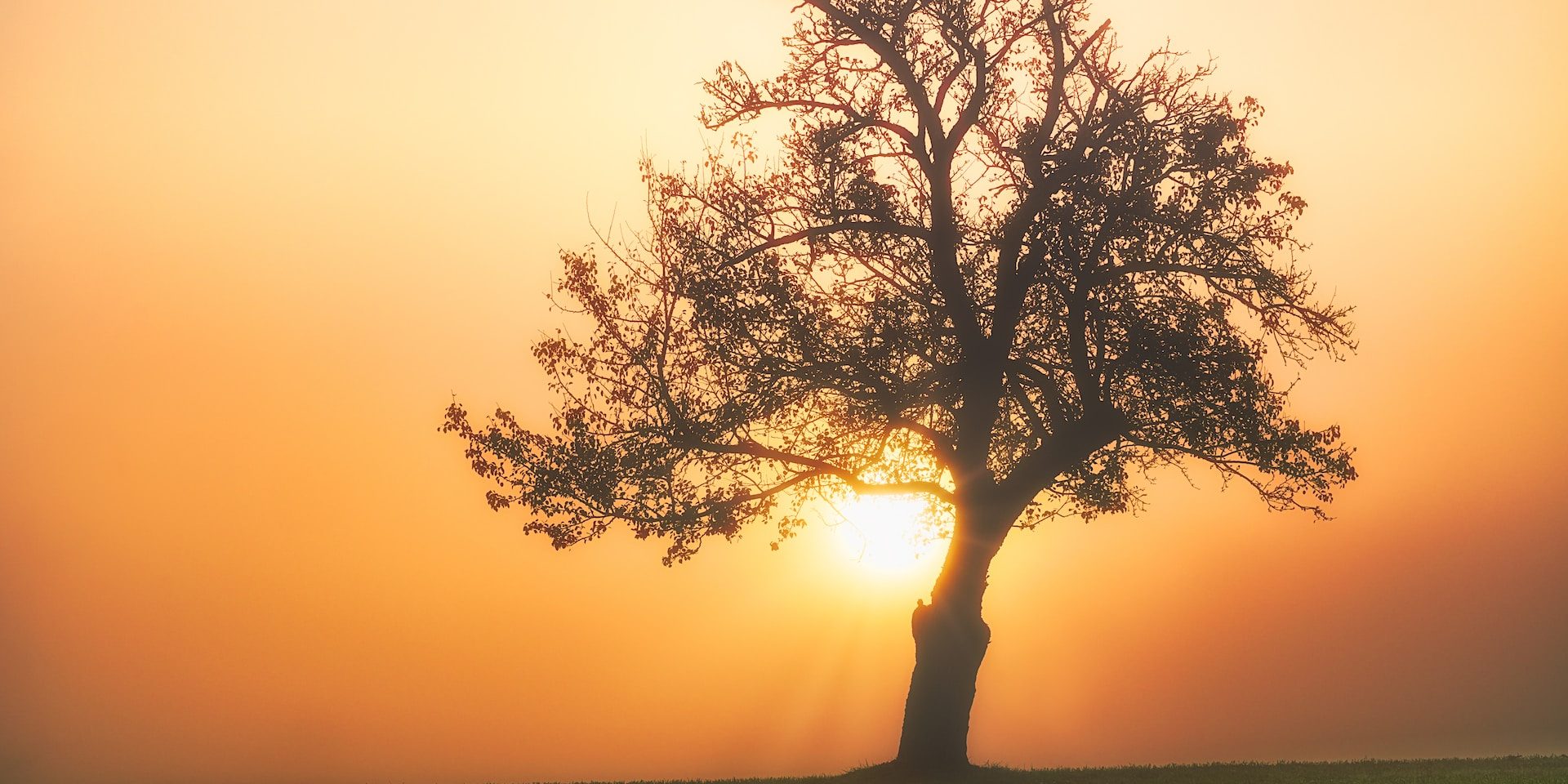 simon-berger-fPQ0D6hv-gY-unsplash
