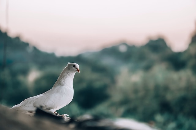 al-ishrak-sunny-IOdlDwpOpA0-unsplash (1)